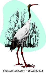 illustration of a young crane in the style of hand drawing