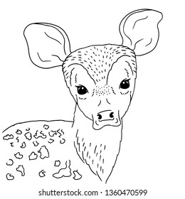 Illustration young deer portrait on white background. Vector hand drawn of baby deer with naive eyes. Animal sketch by free hand.