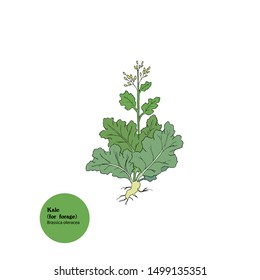 Illustration of young  Kale plant for forage, Brassica oleracea with buds, stem, root, leaves. Hand drawing.