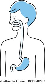 Illustration eines jungen Mannes. Illustration der inneren Organe Magen und Speiseröhre.
