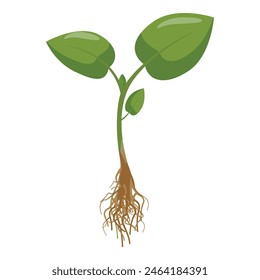 Illustration of a young plant seedling with roots and green leaves. Isolated on white background. In a vector art style. Perfect for botanical. Horticulture. And farming concepts