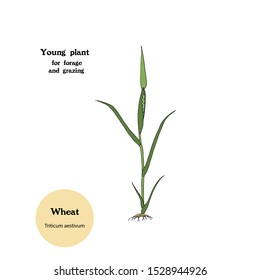 Illustration of young plant of Wheat, Triticum aestivum, for forage and pasture.