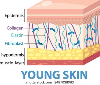 Illustration of young skin layers and components