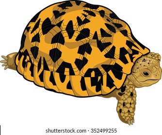 620 Indian star tortoise Images, Stock Photos & Vectors | Shutterstock