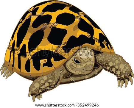 Illustration - young Typical tortoise