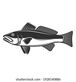 Illustration of zander fish in black and white style. Design element for poster, card, banner, sign, logo. Vector illustration