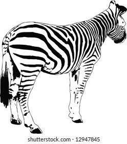 illustration of a zebra