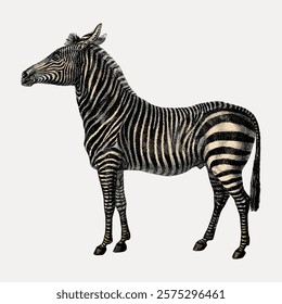 Illustration of a zebra with black and white stripes. The zebra stands on a light background. Detailed zebra drawing with distinct zebra stripes. Vintage art drawing illustration, painting art vector.