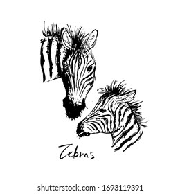 Illustration of a zebra with a cub.