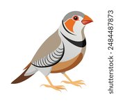 Illustration of Zebra Finch on white