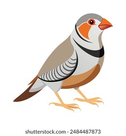 Illustration of Zebra Finch on white