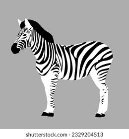 Illustration of a zebra on isolated grey background. 