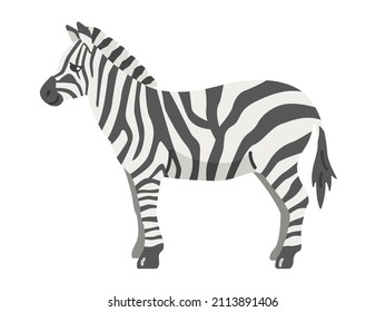 Illustration of a zebra seen from the side.