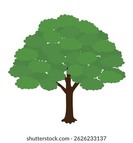 An illustration of a zelkova tree commonly found along streets, parks, and schools
