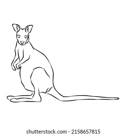 Illustration:Beautiful kangaroo line shots, used in general applications