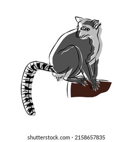 Illustration:Beautiful lemur catta, used in general applications