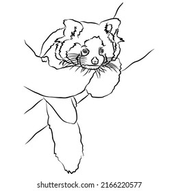 Illustration:Beautiful red panda stripes, used in general applications