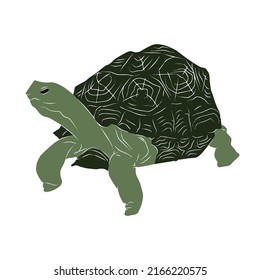 Illustration:Beautiful turtle image, used in general work