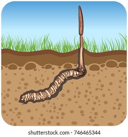 illustration.Painting style. Cordyceps Sinensis In the ground In the square icon.