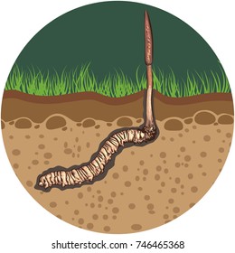 illustration.Painting style. Cordyceps Sinensis In the ground In circle icon.
