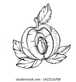 Illustration.Peach fruit half with leaf isolated on white background.Summer food engraved style drawing. Detailed vegetarian sketch. Great for label, poster, print, menu.Apricot.