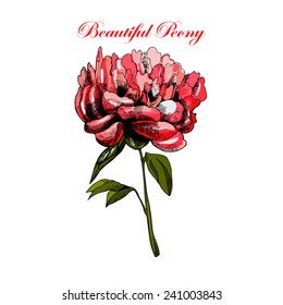 Illustrations with beautiful peony. Vector.