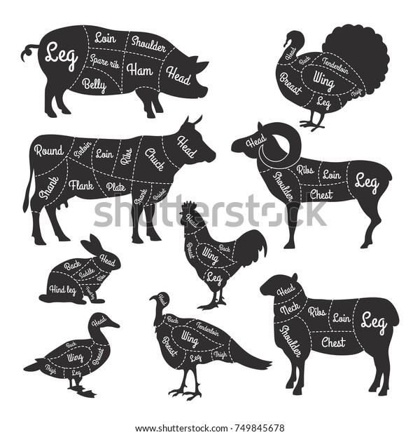 肉屋のイラスト 家畜の様々な部位を切断する線 ベクター肉屋動物の部分 肉の図式のウサギとラム 牛と鶏 のベクター画像素材 ロイヤリティフリー