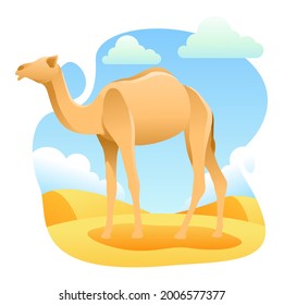 illustrations of camels that can be used in various things such as books, presentations, websites, flyers, and things related to Eid al-Adha.