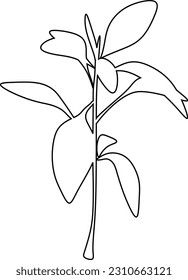 The illustrations and clipart. an outline sketch of a black and white small wild tree.	
