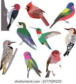 Illustrations of colorful birds like hummingbirds, woodpeckers, and other multicolored species celebrate their vibrant plumage and unique characteristics.