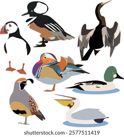 Illustrations of colorful birds, mandarin ducks, and ducks capture their striking beauty and unique characteristics. 