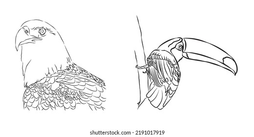 Illustrations: Combine beautiful and cute images of animals.