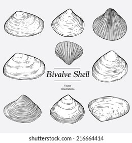 Illustrations of edible bivalves (cockle, clam)