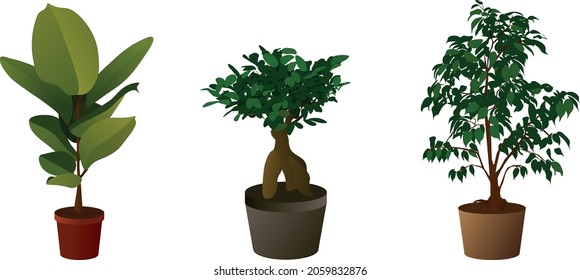 Illustrations of ficuses of different breeds. Ficus Benjamin, ficus elastica, ficus microcarp. Home plants for comfort. Home decor.