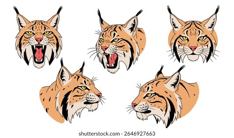 Ilustrações de Cabeças de Bobcat ferozes em várias posas expressivas e perspectivas