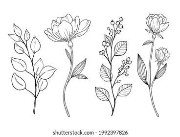 illustrations of flower and leaves