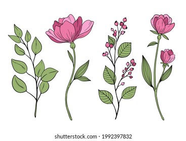 illustrations of flower and leaves