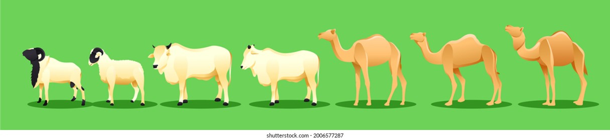 illustrations of goats, cows, and camels that can be used in various things such as books, presentations, websites, flyers, and things related to Eid al-Adha.