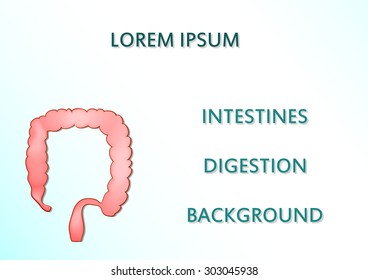 illustrations of the healthy intestines. background