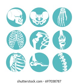 Illustrations of human anatomy. Orthopedic pictures of skeleton and different bones