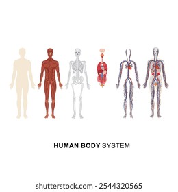 illustrations of the human body systems an outline silhouette, muscular, skeletal, digestive, circulatory, and nervous systems