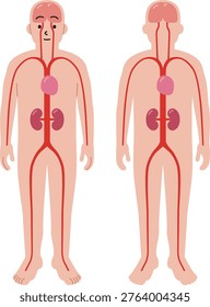 Illustrations of the human body's blood vessels, heart, kidneys, and brain.
