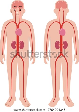 Illustrations of the human body's blood vessels, heart, kidneys, and brain.
