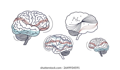 Illustrations of human brain anatomy showing different lobes and functional areas