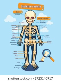 Illustrations of the human skeletal system, featuring cartoon skeleton characters that are easy to understand.