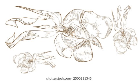 Illustrations, lines inspired by Flowers and seaweed