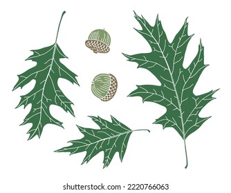 Illustrations of oak leaves and acorns