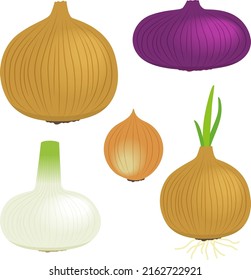 Illustrationen von Zwiebeln verschiedener Formen