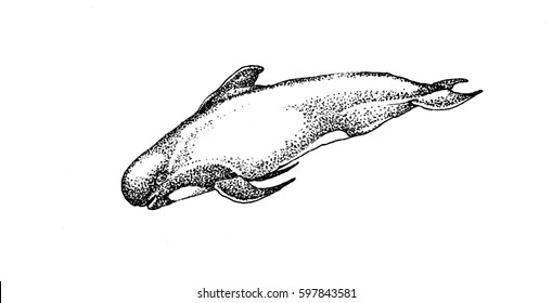 Illustrations " Sea depths ".