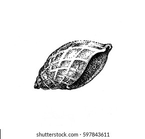 Illustrations " Sea depths ".